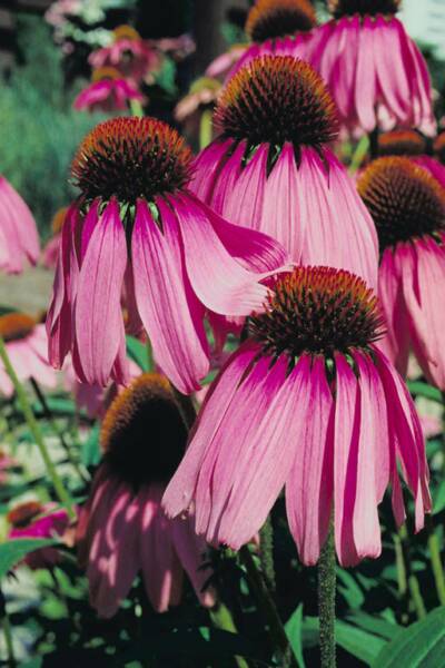 Echinacea