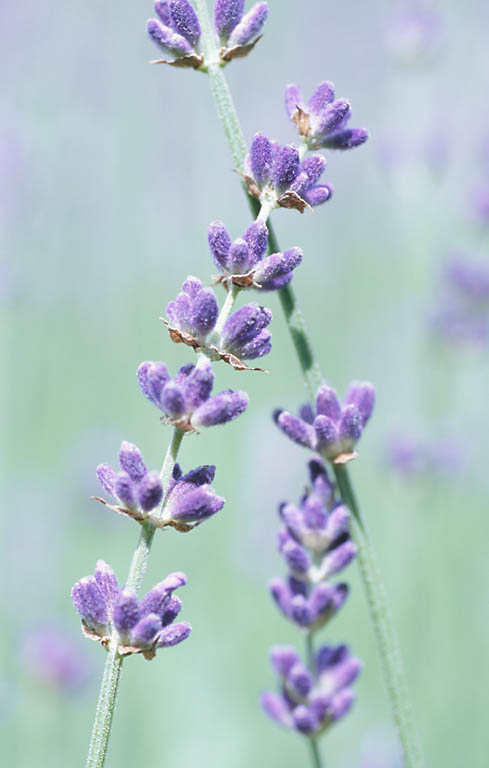 Lavender