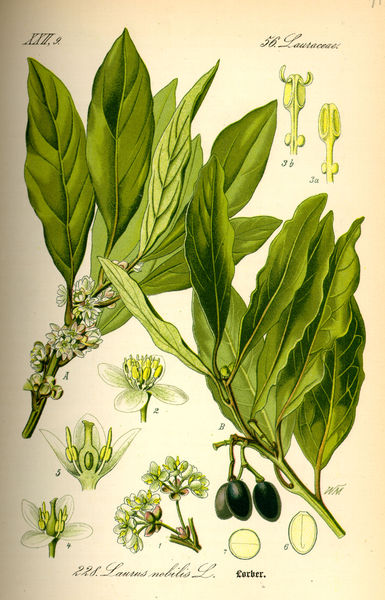 Laurus nobilis, Bay Laurel
