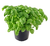 basil