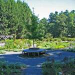 Center of Garden, Ginkgo Tree